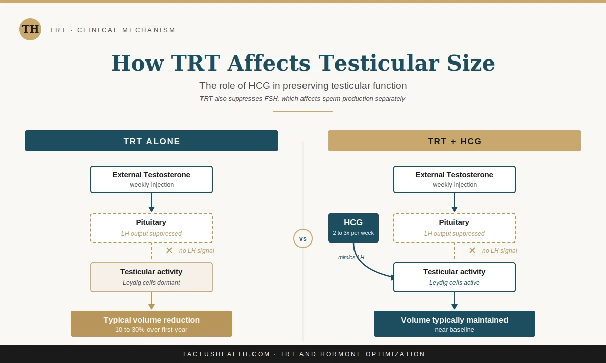 Testicular Shrinkage on TRT: Prevention